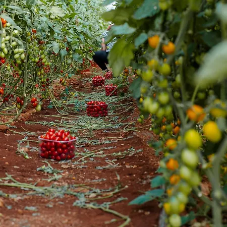 Tenuta Carrino بيت ضيافة